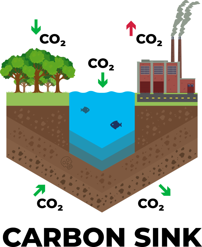 carbon sinks pas